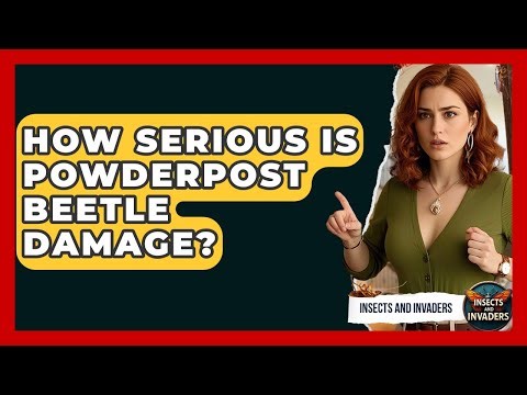 How Serious Is Powderpost Beetle Damage? - Insects and Invaders
