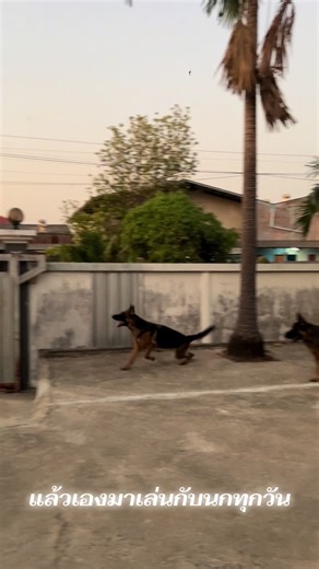 หมากับนกเล่นกันได้ #เยอรมันเชพเพิร์ด #ฟีด #k9 #เทรนด์วันนี้ #ฝึกน้องหมา