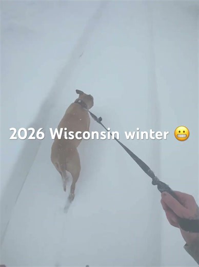 2026 Wisconsin winter #winter #wisconsin #running #dog