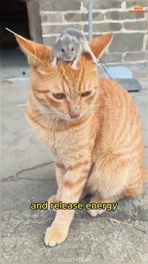 Why Cats Play with Mice 😺🐭 | Surprising Truth!