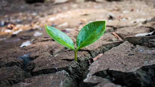 Why growth is actually more common than PTSD after a crisis