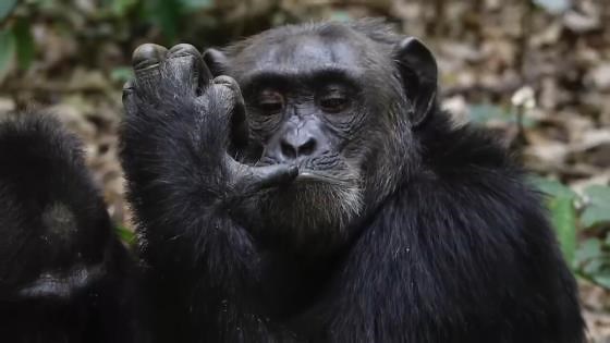 Are transgender animals actually real?