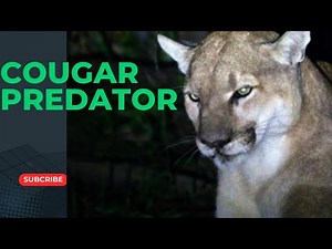 Cougar vs. Wilderness: The Fearless Predator Revealed