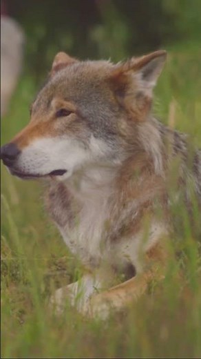 Gray Wolves: The Most Majestic Creatures on Earth (Stunning Footage) #wolves