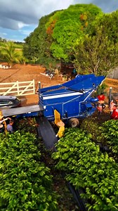 modern coffee harvesting process | Coffee Farming