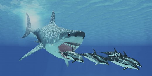 How Many Teeth Do Sharks Have and Other Sharks’ Teeth Facts - Discovery UK