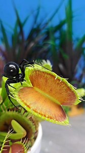 🦣 That Black Widow Spider was a mammoth!! When she walked onto the trap and it started to sink!! 👀. That's going to be some good nutrition for my plants!! Because the trap is just a single leaf on an overall plant, this meal will benefit the whole plant. And it looks like there will be plenty of benefits to go around 😉. It was also pretty interesting to see when the spider sat perfect still...so did the trap. And right after moving again, the trap right on time came with that second clamp dow