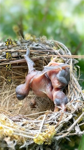 小杜鹃推小鸟