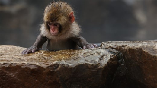 The internet is rooting for this abandoned baby monkey and his stuffed animal