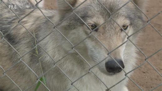 Howling Timbers wolf dogs ordered to be relocated or be euthanized by judge