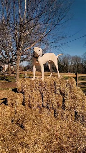 Amos just being the goofball he is! #goodboy #goofball #sillyboy #akbash #training | Highland Canine Training, LLC - Winston-Salem