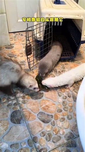Little Ferret Fishing Master: Watch It Catch Fish Perfectly