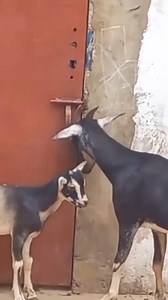 2.8M views · 19K reactions | Souvent les animaux peuvent développer des intelligences qui nous surprend..... Un exemple dans cette vidéo. | Les Peulhs Du Monde - Fulbe Dounia | Facebook