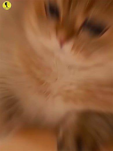 TikTok Video Download - High Definition Clips