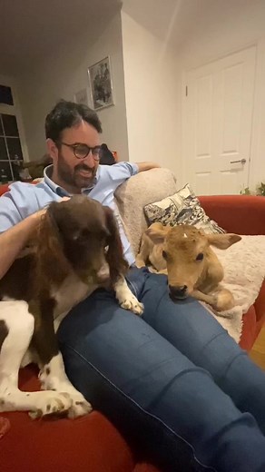 Rescued Jersey Cow: A Heartwarming Story