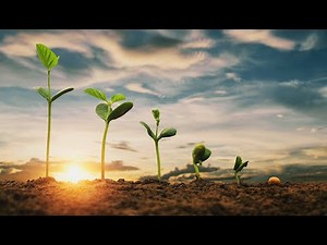 Germinating Seeds Time Lapse Videos | Timelapse of a Seed growing