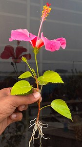 970K views · 6.5K reactions | Best & easy to way for grow hibiscus plant at home from cutting || Water propagation for planting //#gerdening #share | Dian Creative | Facebook