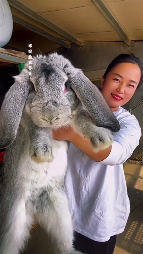 Rural Giant Meat Rabbit Farming: A Thriving Entrepreneurial Journey