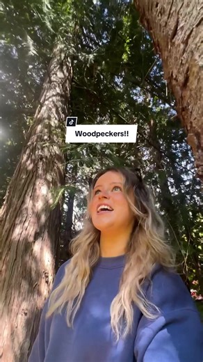 Northern Flicker, scientific name: Colaptes auratus There are two distinct groups of northern flickers: