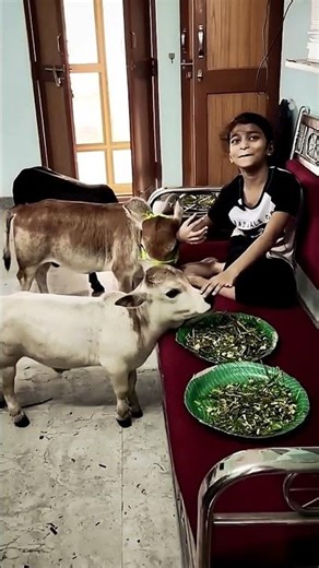 World’s Smallest Cow | Indian Punganur Cow | दुनिया की सबसे छोटी और अनोखी देसी गाय नस्ल |#shorts