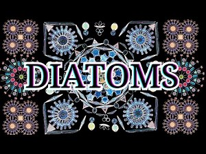 Tiny art made of hugely important organisms | Diatoms