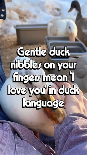 Gentle nibbles on fingers, clothes, or hair are investigative and affectionate.