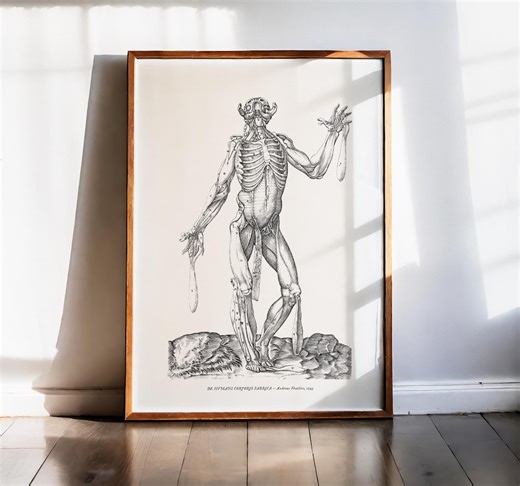 Andreas Vesalius Print, Musculature Study Back Anatomy, Dramatic Pose Human Body Art, Fine Art Print, Renaissance Science Medical Decor 1543 - Etsy
