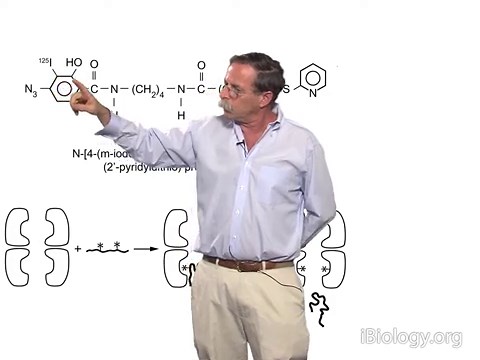 Chaperone-assisted protein folding I: Chaperonins