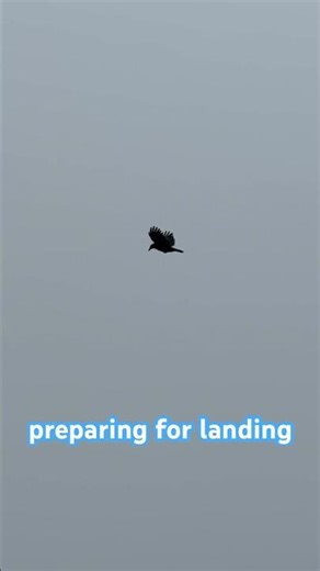 Slow Motion Magic 🕊️ The Beauty of Flight Captured Slow Motion! #nature #shorts #birds #slowmotion