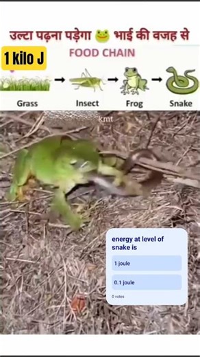 unoreverse of food chain☠️ #shorts #neet2026 #biology #neetbiology #neet #neetug #neetexam #viral