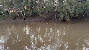 11 reactions · 4 comments | Razorback Catahoulas - animal control services on Reels | Facebook