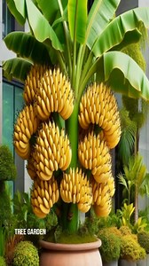 Boost Your banana fruit Harvest with These Genius Planting Tricks! #farming #garden #satisfying #banana #gardening #bhfyp #nutrition #fruitlover #fruits #fitness #fruitgarden #shortsfeed #instagram #tree #fruittree #fruittrees #grafting #reelsvideo #shortsreels #shortsviral #garden #shortsvideo #satisfying #fruit #shots #reelsfb #fruitsalad #freshfruit #agriculture #trees | Tree Garden