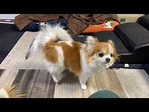 🐶 As of April 11th, here are the reasons why videos cannot be played and what to do about it.