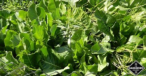 The Benefits of Growing the Horseradish Plant in Your Garden - Gardening Channel