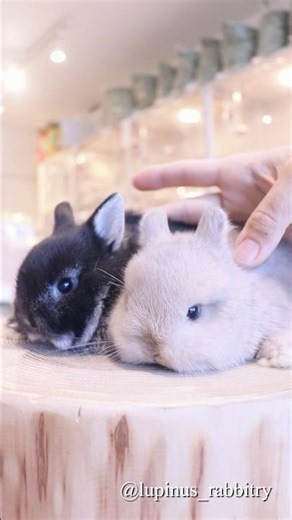 ひょっこり出現…短耳うさぎ双子ちゃんが尊すぎる🐇✨