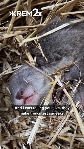 Three baby Asian otter pups born at the Virginia Zoo