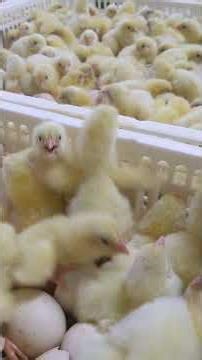 Broiler Chicks quality assessment on hatch-day.