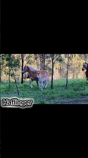 Wild Haflinger Horses