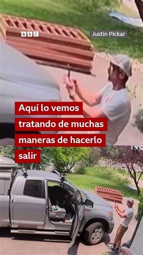 El momento en que un hombre se encuentra un oso en su camioneta