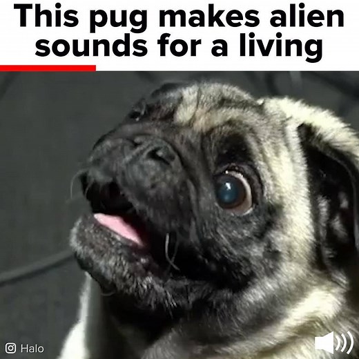 Gyoza the halo pug! | BuzzFeed Animals