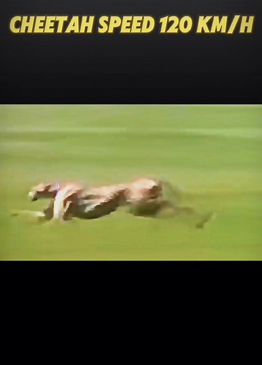 Fastest Land Animals: Cheetah, Hippo, and More