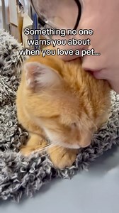 Loving animals means learning how to carry joy and heartbreak at the same time. Today I’m holding space for love, for grief, and for the quiet moments in between. We have two senior cats in hospice, and some days are better than others. If you’ve been here before, you know how heavy and sacred it feels. 🤍 #anticipatorygrief #grief #seniorpets #cat #cats | Daniel Tiger Kitty & Friends