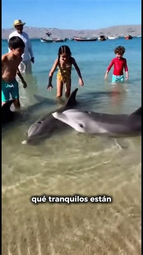 Niños jugando con delfines en Ancon momento inolvidable #animales #naturaleza