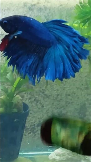 ​Stunning Blue Betta Flare! 🥊🔥 #Shorts #BettaFish