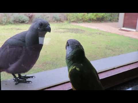 "Go away bird!" growls the senegal parrot