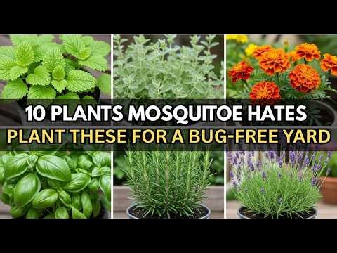 Want a Bug Free Yard This Summer Try These 10 MOSQUITO REPELLENT Plants