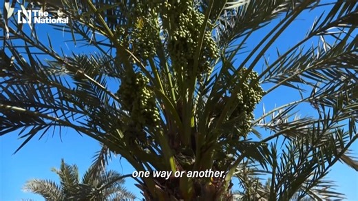 45K views · 1.4K reactions | "Eco-friendly, biodegradable, compostable and addresses a major problem": An Emirati woman makes sustainable cutlery from fallen date palm tree leaves news.ae/4bPBz1d | The National | Facebook