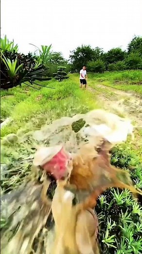 A compilation of amazing card-throwing techniques! #cardthrowing #ChineseKungfu