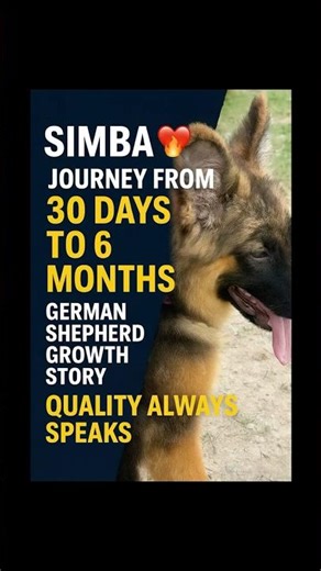 “Simba ❤️‍🔥 Journey From 30 Days to 6 Months | #germanshepherd |Growth Story #gsdlover