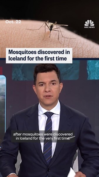 Mosquitoes discovered in Iceland for the first time